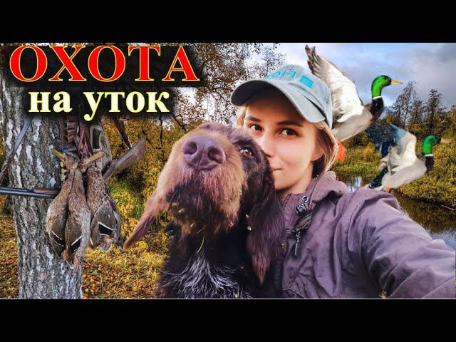 Охота на утку с подхода, четыре встречи, дратхаар Азарт, девушка охотник смотреть онлайн