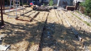 80."Все сорта" - разочарование :( Барыня Купчиха Дар - земклуника без прикрас.