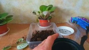 Формирование куста комнатной фиалки