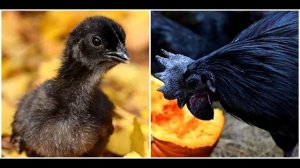 Редкая порода кур - черные курицы