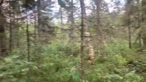 Охота в Карелии
