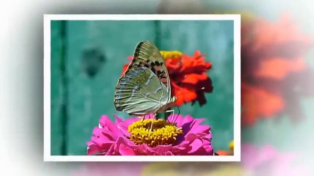 Бабочки... смотреть онлайн