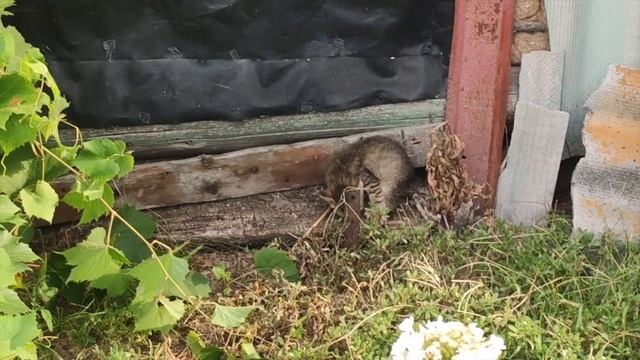 УБОРКА ЗАСРАННОГО ДЕРЕВЕНСКОГО ДОМА/ УБОРКА В ДЕРЕВЕНСКОМ ДОМЕ /СРАЗУ СТАЛО ЛЕГЧЕ ДЫШАТЬ смотреть онлайн