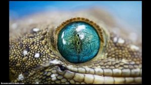 как научиться петь цыганские песни