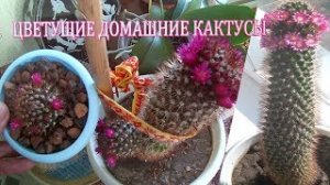 Уход за кактусами в домашних условиях.Как часто поливать кактус в домашних.Цветущие домашние кактусы