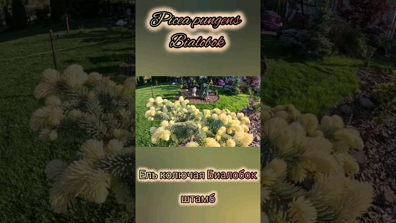 Редкие хвойныеPicea pungens Bialobok (штамб)Ель колючая Биалобок #сад #garden