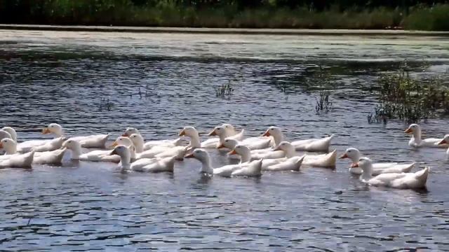 Казак без песни не казак! смотреть онлайн
