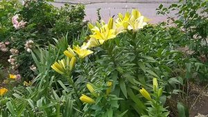 Лилия-цветок загадка. Жестовый язык.