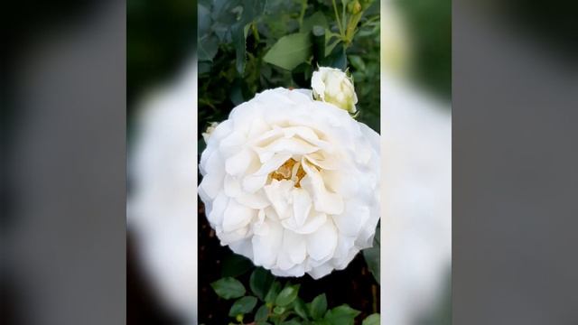 Роза Космос смотреть онлайн