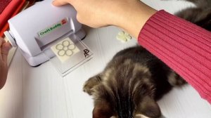 Машинка для вырубки с AliExpress Что же она режет? Craft Buddy Cutting Machine For Foam Sheets