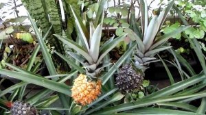 Ananas comosus - Pineapple as a houseplant