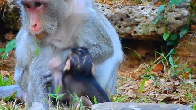 Poor old monkey mama run fast to take her new born baby monkey from very young monkey kidnap смотреть онлайн
