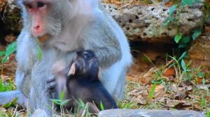 Poor old monkey mama run fast to take her new born baby monkey from very young monkey kidnap