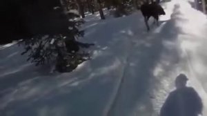 Удачная охота))