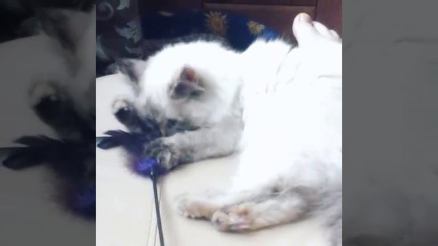 Проявление доверия, распушилась и расслабилась смотреть онлайн