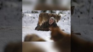 "Бурелэр" Муса Жэлил