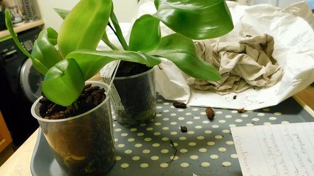 An unboxing video; phalaenopsis orchids! смотреть онлайн