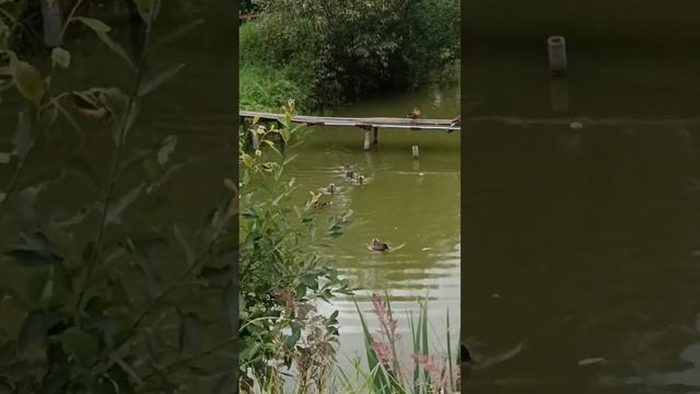 танец утят на пруду в садах НТ "Поляна"