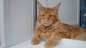 Кот Джокер,Мейн кун На видео ему 7 мес,сейчас ему 6 лет.