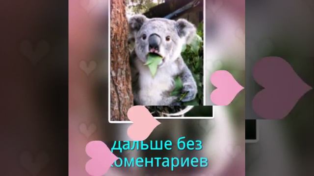 Удивительные животные смотреть онлайн