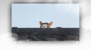 Кошка ушла из дома. Пропал кот. Что делать. Где искать. Часть вторая