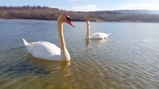 Белые лебеди в дикой природе Классическая музыка Релакс видео природа swans смотреть онлайн