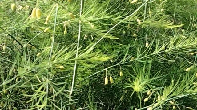 Цветет спа́ржа. смотреть онлайн