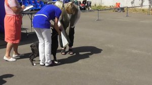 боксер собака видео с выставки собак