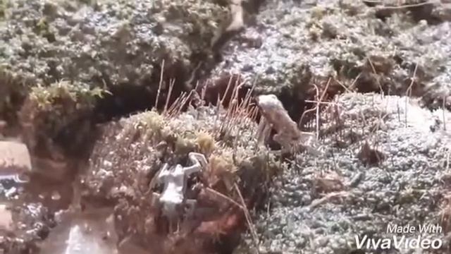 маленькие лягушата скололазы лазают по стенам и прыгают по мху. Песня про лягушек на болоте. смотреть онлайн