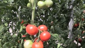 Томат Ведерница (Королевский сад Ильи Королева)