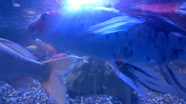 Королевские карпы смотреть онлайн