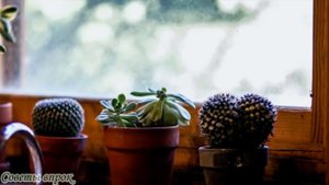 ➤ Где нельзя ставить комнатный кактус и когда нужно от него избавляться ➤ Кактус в квартире?