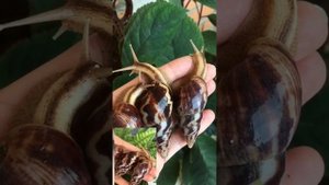 Лимиколярии. Улитка лимиколярия фламея. Уход и содержание