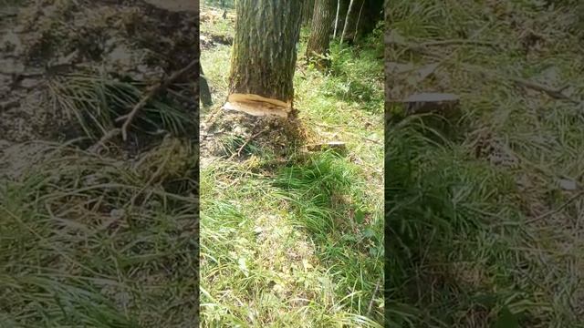 валка леса..чисто по приколу поржать смотреть онлайн