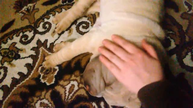 Шарпей спит - без задних смотреть онлайн