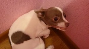 Злой пес 🐕