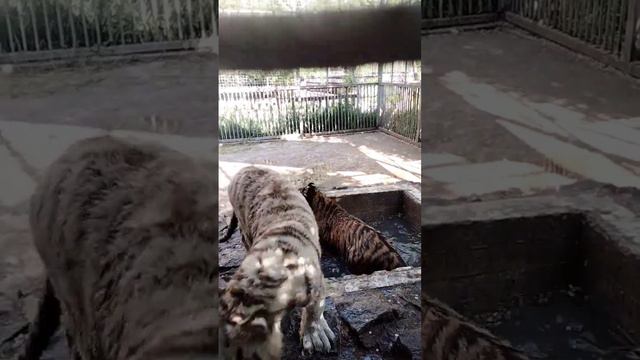 🐅ВОДНЫЕ ПРОЦЕДУРЫ ДЛЯ ТИГРЯТ