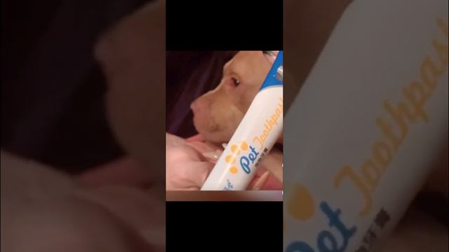 Уход за спортивным собаками .