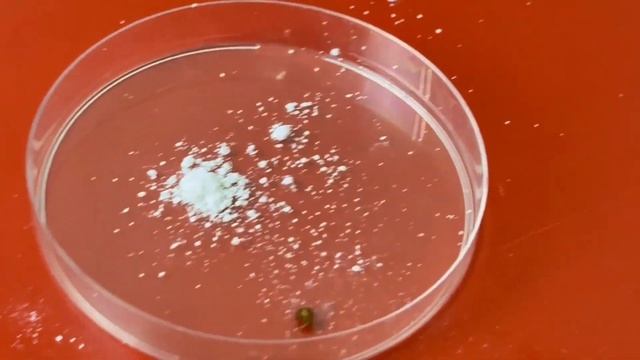 Новое СУХОЕ СРЕДСТВО от насекомых — ВЫВОДИТ КЛОПОВ с иммунитетом?! смотреть онлайн