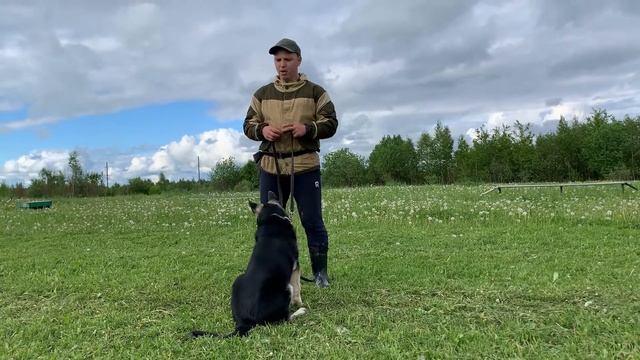 Дрессировка щенка с нуля (День 2) смотреть онлайн