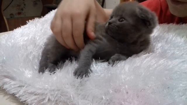 Шотландец
