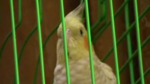 Корелла издаёт не понятные звуки