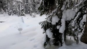 К лесной избушке. Потеряшки в тайге! Рыбалка на таёжных речках.