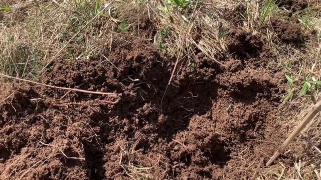 Посадила саженцы красного дуба/ Мой первый опыт от желудя до саженца
