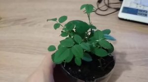 Результат посадки черенков розы комнатной/прошёл месяц/продолжение