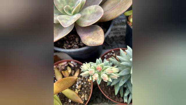 Floração Sedeveria Harry Butterfield смотреть онлайн