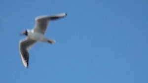 ФУТАЖ Чайка в небе