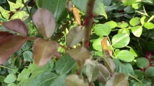 Обрезка плетистой розы после первой волны цветения. Все просто!?Роза Флорентина.