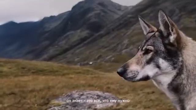 CANAGAN advertising смотреть онлайн