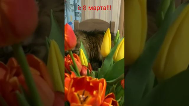 с 8 марта! #котики #тиша  #8марта #цветы